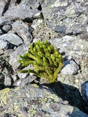 Huperzia appressa