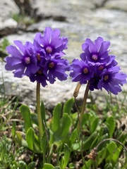 Primula glutinosa