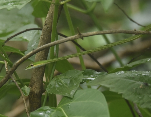 Slender-nosed Vine Snake, Ahaetulla oxyrhynca