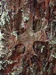 Hadronyche formidabilis