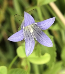 Campanula californica
