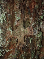 Hadronyche formidabilis