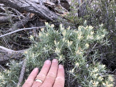 Tetradymia filifolia