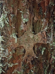 Hadronyche formidabilis