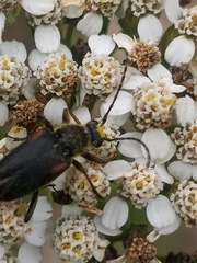 Brachyleptura
