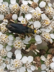 Brachyleptura