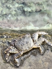 Pachygrapsus marmoratus