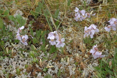 Parrya nudicaulis