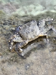 Pachygrapsus marmoratus