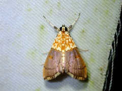 Agrotera basinotata