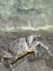 Pachygrapsus marmoratus