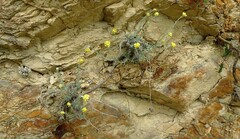 Helichrysum stoechas stoechas