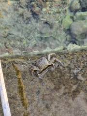 Pachygrapsus marmoratus