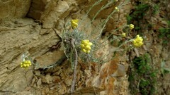 Helichrysum stoechas stoechas