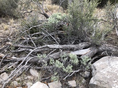 Tetradymia filifolia