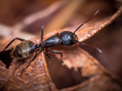 Camponotus pennsylvanicus