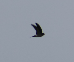 Aerodramus terraereginae