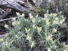 Tetradymia filifolia