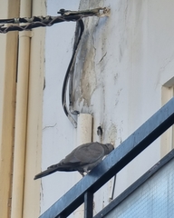 Streptopelia decaocto