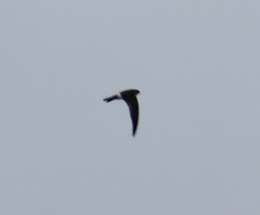 Aerodramus terraereginae