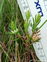 Darwinia diminuta