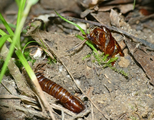 Hornet Moth, photo 3 of 10