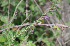 Scutellaria rubicunda