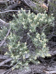 Tetradymia filifolia