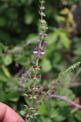 Scutellaria rubicunda