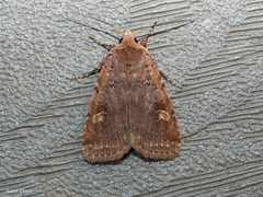 Diarsia jucunda