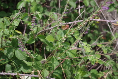 Scutellaria rubicunda