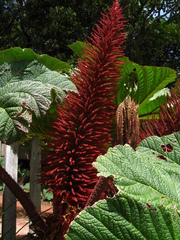 Gunnera insignis
