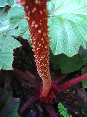 Gunnera insignis