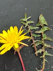 Taraxacum lacistophyllum