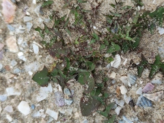Taraxacum lacistophyllum