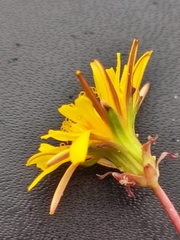 Taraxacum lacistophyllum