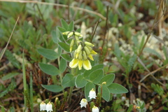 Astragalus umbellatus