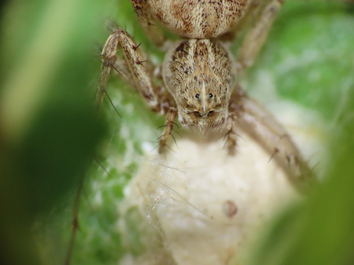 Variegated Lynx Spider