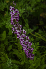 Pedicularis davidii
