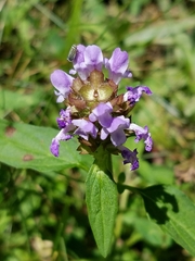Amblysellus curtisii