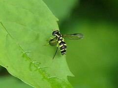 Xanthogramma pedissequum