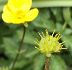 Ranunculus orthorhynchus platyphyllus