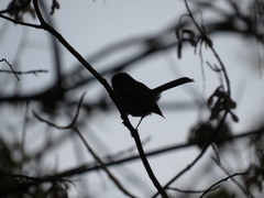 Phylloscartes ventralis