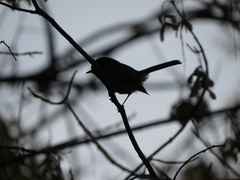 Phylloscartes ventralis