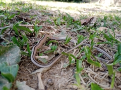 Psomophis genimaculatus