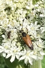 Trigonarthris proxima