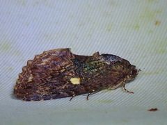 Odontodes