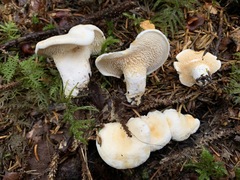 Hydnum alboaurantiacum