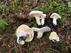 Hydnum alboaurantiacum