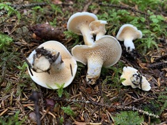 Hydnum alboaurantiacum